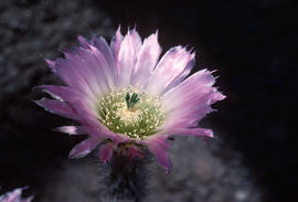 Echinocereus reichenbachii