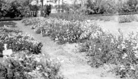 Pentstemon Menziesii and Pentstemon Scoulerii beds in Bot[anical] Gard[ens]