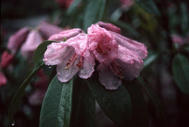 Rhododendron rirei