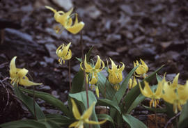 Avalanche lilies