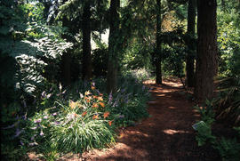 Habitat : Campanula aliarifolia : Woodland daylilies