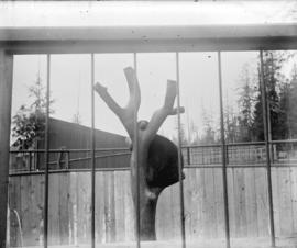 [Bear in tree at zoo, Stanley Park]