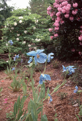 R[hododendron] callimorphum, Maconopsis grandis
