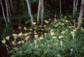 [Betula] : birches and Primulas