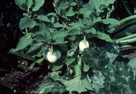 Solanum melongena : Easter Egg