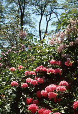 Rho[dodendron] 'homebush' and Syringa vulgaris