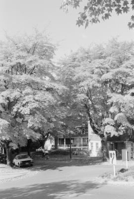 Acer cappadocicum