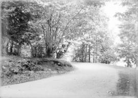 A shady walk in Stanley Park, Vancouver