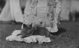 Cat on a cushion with awards in the background