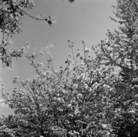 Scenic backgrounds : dogwoods etc.