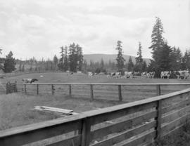 Fairbridge Farm, Vancouver Island : farm scenes