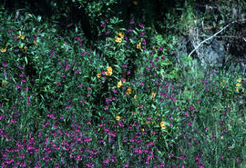 Mimulus aurantiaca vicia sp.