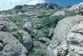 Juniperus horizontalis, Eriobynum flavum : sulphur flower