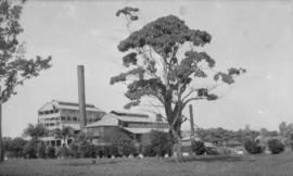 Ozama Sugar factory with tree in foreground