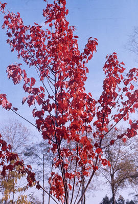 Acer rubrum