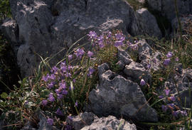 Campanula rapunculoides