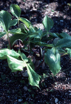 Arisaema ringens