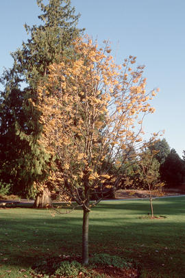 Sorbus rehderiana : Joseph Rock