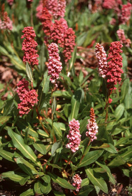 Polygonum affine, V[an]D[usen] S[ino-]H[imalayan] G[arden]