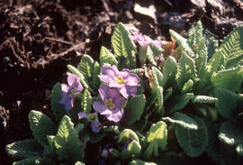 Primula vulgaris : jelito, blue form