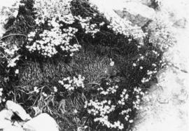 Saxifraga Lyallii also Polemonium (Chipmunk Mt.)