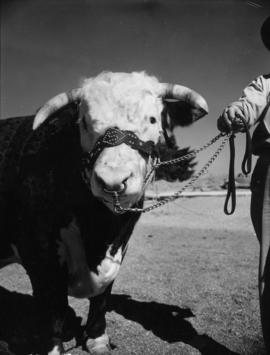 Grand champion Hereford bull