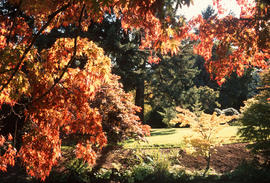 Woodland Interior Japanese Maple Collection