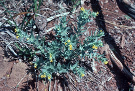 Lithospermim californicum [at] Siskiyou Mountains