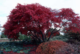 Acer palmatum