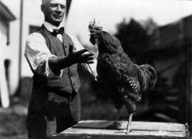 Man with barred rooster in poultry competition