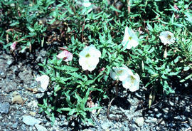 Oenothera pallida [at] UBC Alpine Garden