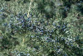 Juniperus silicicola