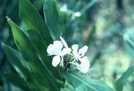 Hedychium coronarium, V[irgini]a