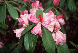 Rhododendron rirei