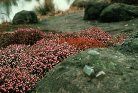 Erica carnea