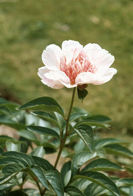 Paeonia : Dr. Fell