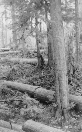 Spruce felled and bucked, showing selective logging