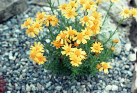 Senecio abrotanifolium, VanD[usen] Alpine Garden