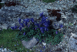 Aquilegia pyrenaicn