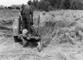 Beet seed operations: George Potts Jr. - Talbot - tractor mower cutting beet seed