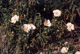 Cistus ladaniferous