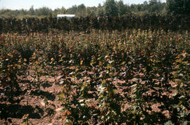 Propagation : nursery production, maples budded