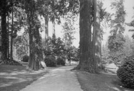 Cedars and path through Stanley Park gardens towards Lumberman's Arch