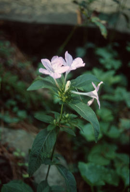 Ruellia, Birmingham B[otanical] G[ardens]