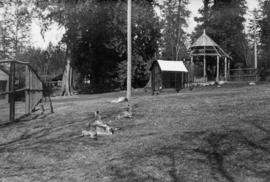 Kangaroos - Stanley Park