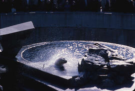 Stanley Park, polar bear swimming