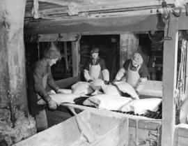 Cleaning halibut, Prince Rupert B.C.