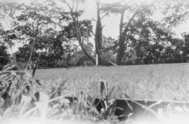 Ant's eye view of school field