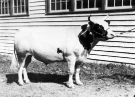 Ayrshire bull by cattle barn