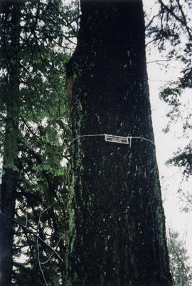 Memorial plaque to Phil Haddock on the grand fir near the Simon Fraser monument